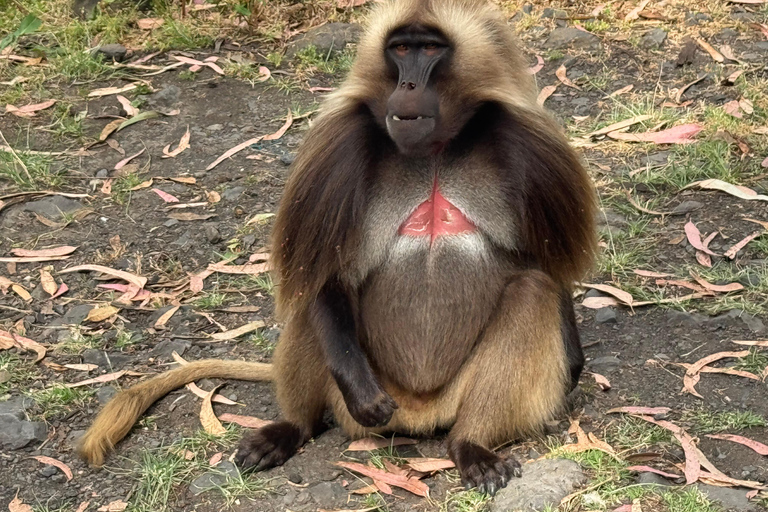 Addis Ababa: 14-Day National Parks and Wildlife Tour