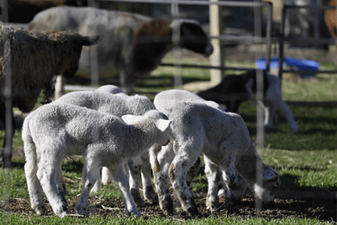 Alpaca Feeding with Wildlife & Nature Park VIP Private Tour Tour + Brisbane Airport or Cruise Terminal Drop-off