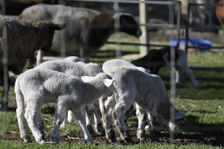 Alpaca Feeding with Wildlife & Nature Park VIP Private Tour Tour + Brisbane Airport or Cruise Terminal Drop-off