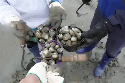 De Busan: Experiência no lodaçal de Geoje e comida gourmet coreana