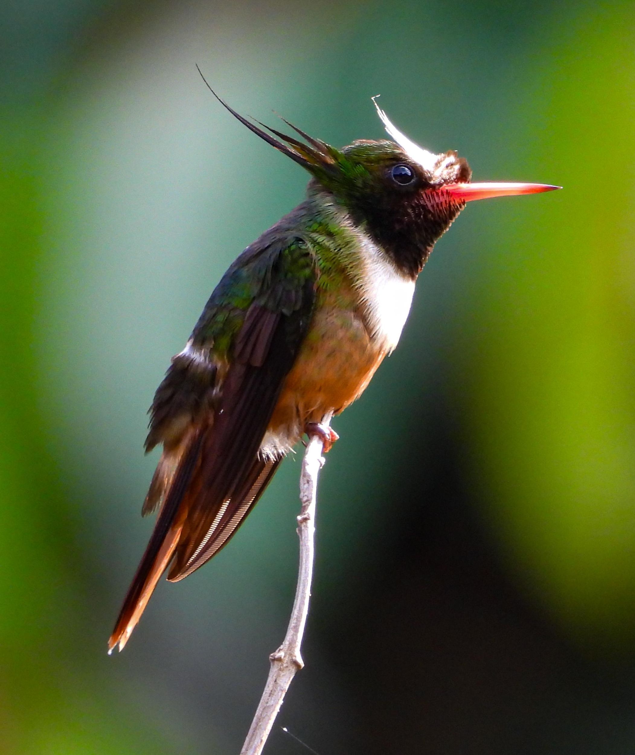 Esquipulas: Privates Vogelbeobachtungserlebnis