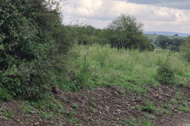 Nairobi: Half Day guided tour to Nairobi National Park