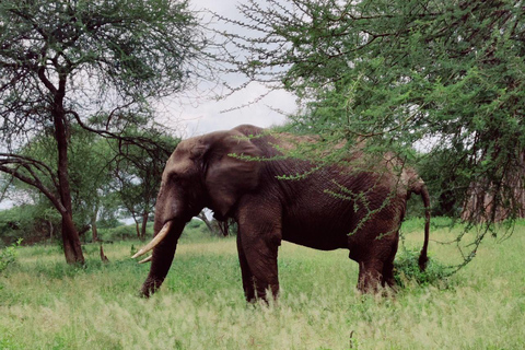 2-Days Lake manyara and Tarangire National Parks