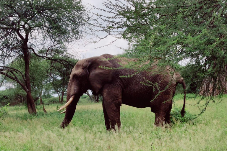 2-Days Lake manyara and Tarangire National Parks