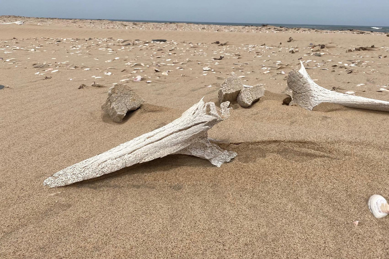 Walvis Bay: Seal Kayaking Adventure with Brunch