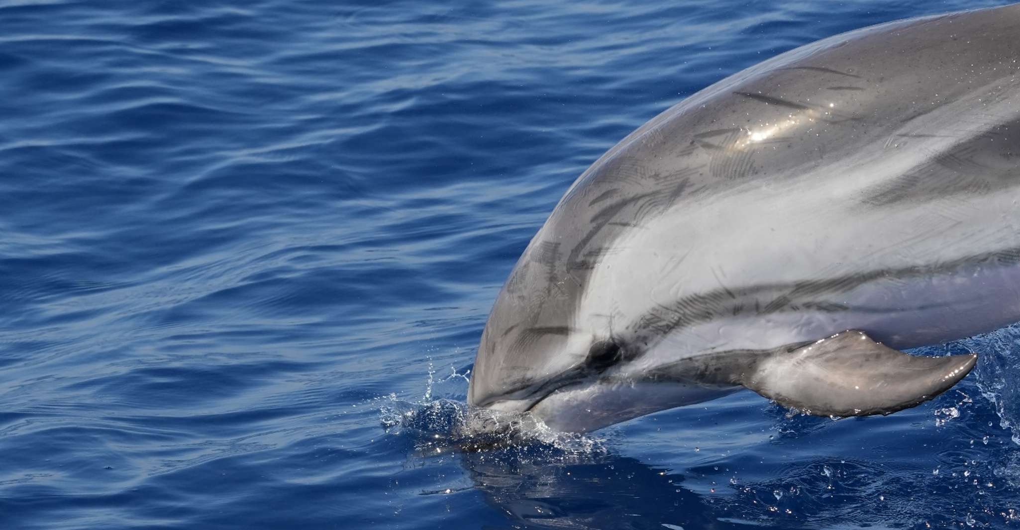 Savona, Pelagos Sanctuary Wildlife Cruise mit Guide - Hizvo