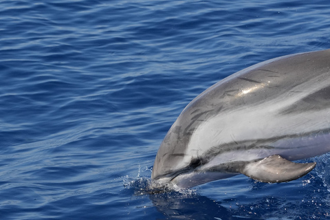 Savona: Pelagos Sanctuary Wildlife Cruise with Guide