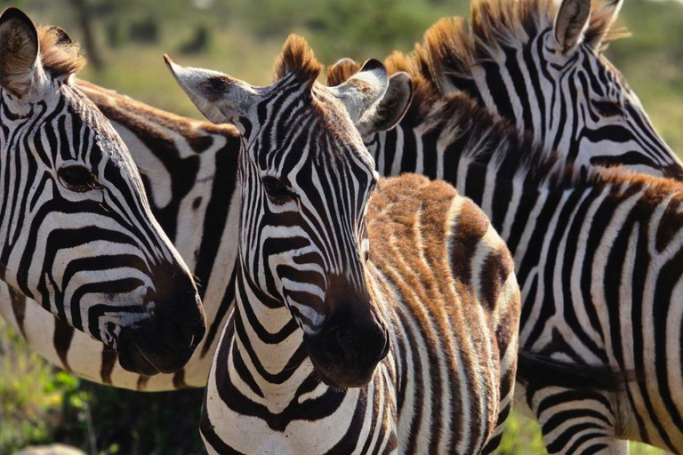 Nairobi National Park Evening and Sundowner Game Drive