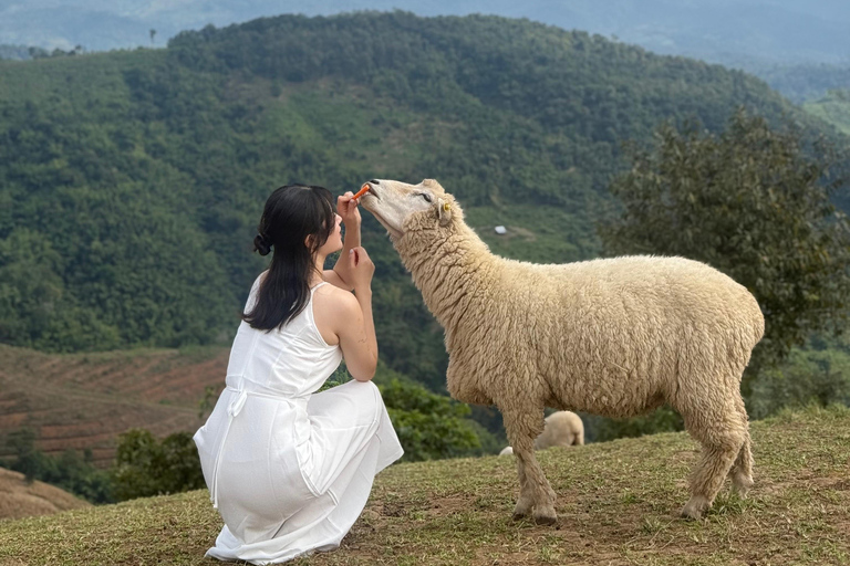 Chiang Mai: Chiang Rai Temples & Akha FarmVille Day Trip