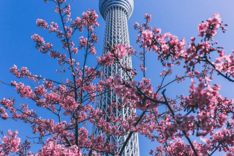 Tokyo Full Day Customizable Private Tour with English Guide