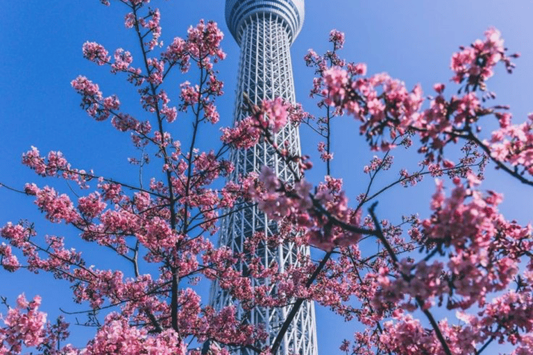 Tokyo Full Day Customizable Private Tour with English Guide