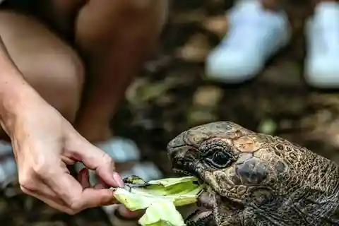 Zanzibar: Prison Island & Tortoises Tour– with Hotel Pickup