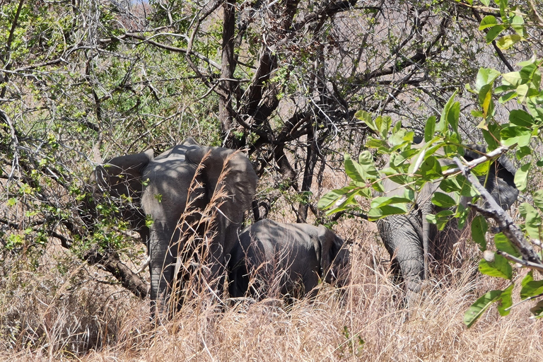 From Zanzibar: Mikumi Day Safari without hotel pickup