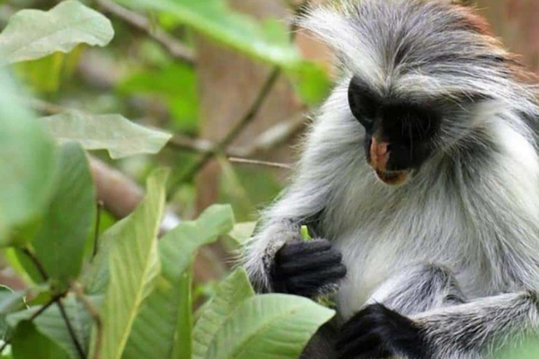 Zanzibar: Explore Jozani Chwaka Bay National Park & Wildlife Private tour with Hotel transfer & All entrance fees covered