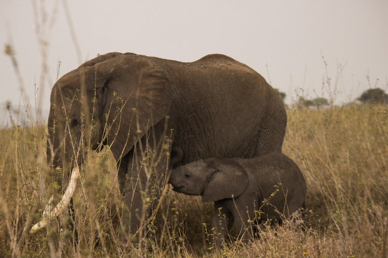 Best Amboseli National Park Safari Day Trip from Moshi