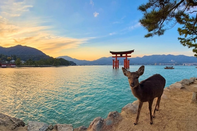 Miyajima Photo Walk | Floating Torii, Deer & Local Streets