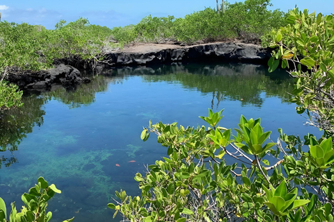 Explora Túneles Cabo Rosa en Isabela: Heldag med snorkling