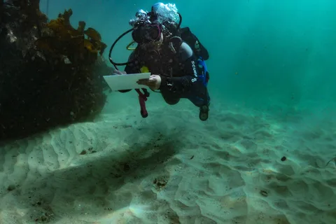 Cape Town: Shark Science SCUBA Diving Experience