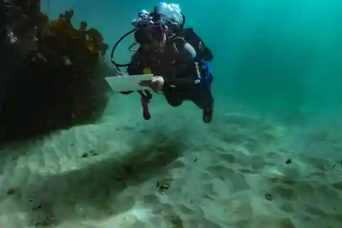 Kapstadt: Haiwissenschaftliches SCUBA-Taucherlebnis