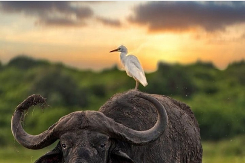 Tour del Parco Nazionale di Nairobi.