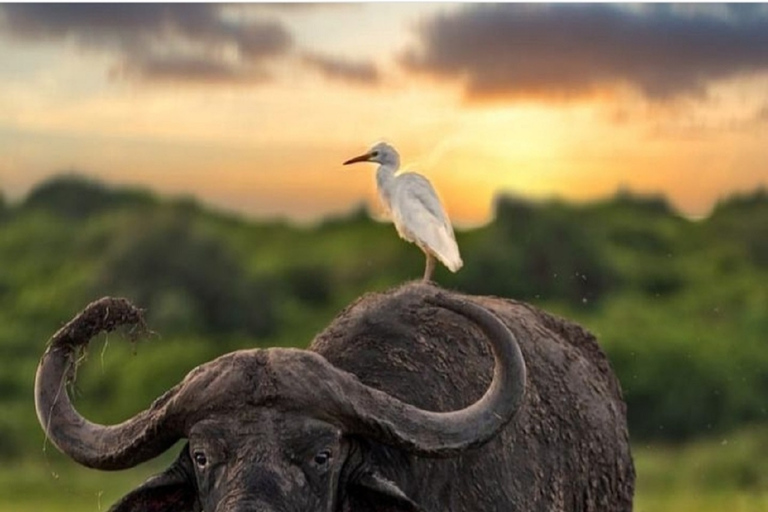 Tour del Parco Nazionale di Nairobi.