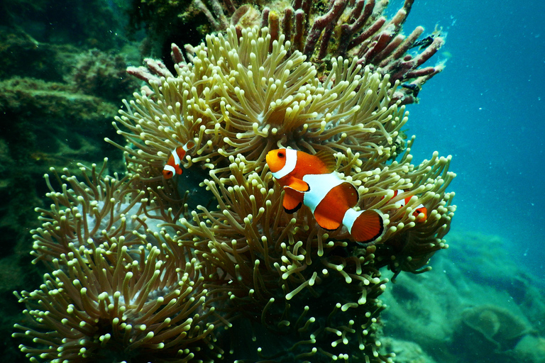 Deportes acuáticos en Vanuatu Port Vila: Excursión de snorkel para principiantes