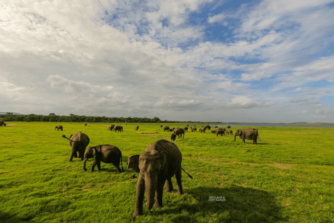 Minneriya: Sunset Elephant Safari Tour and Wildlife Sights