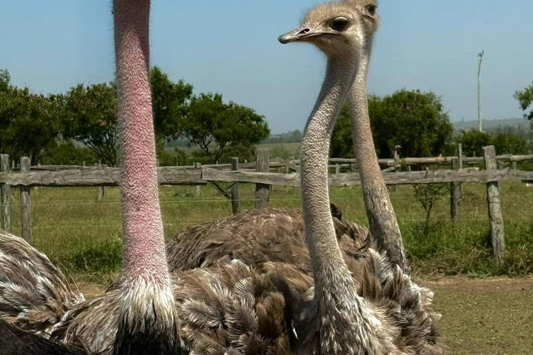 Nairobi: Ostrich Riding Experience