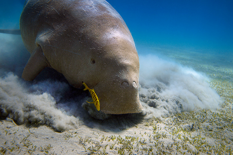 Coron: Dugong Watching and Snorkeling Tour with Lunch