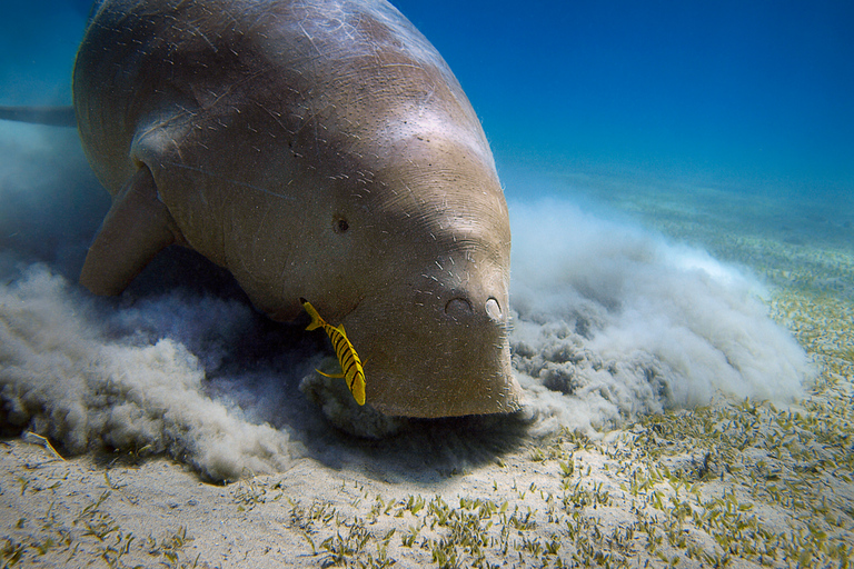 Coron: Dugong Watching and Snorkeling Tour with Lunch