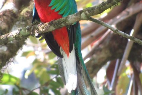 لاس فيراباس: جولة لمدة 3 أيام إلى سيموك شامبي والكثير من الطبيعة