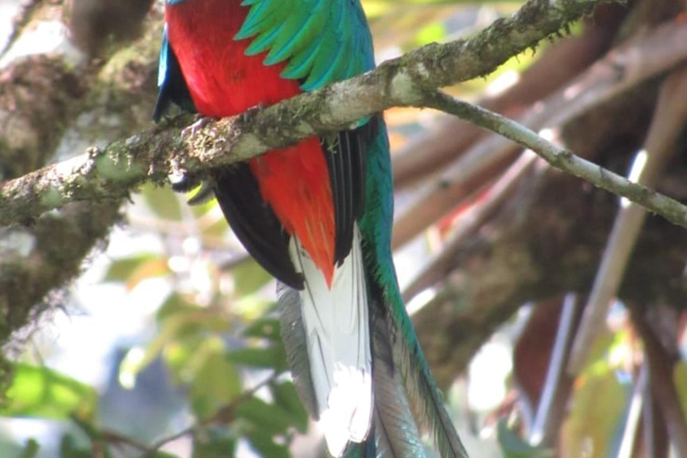 لاس فيراباس: جولة لمدة 3 أيام إلى سيموك شامبي والكثير من الطبيعة