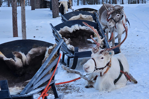 Saariselkä : Reindeer Sleigh Ride with Snacks & Hot Drink