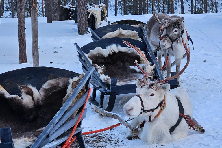 Saariselkä : Reindeer Sleigh Ride with Snacks & Hot Drink