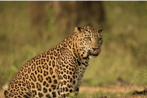 Jaipur: Private Jhalana Leopard Safari Tour