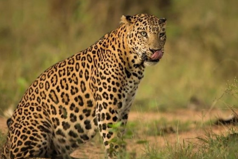 Jaipur: Privétour Jhalana luipaardsafari