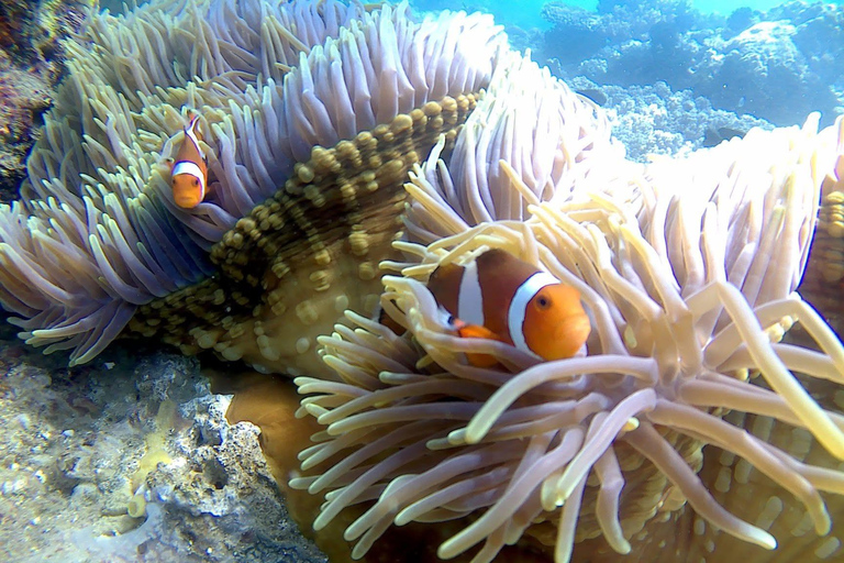 Bali: Blue Lagoon Snorkeling, Zipline, and UTV Buggy Tour Single Buggy, Zipline and Snorkeling with Transfer
