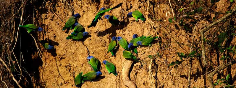 Madre de Dios: Adventure in Tambopata Jungle 3Days/2Nights