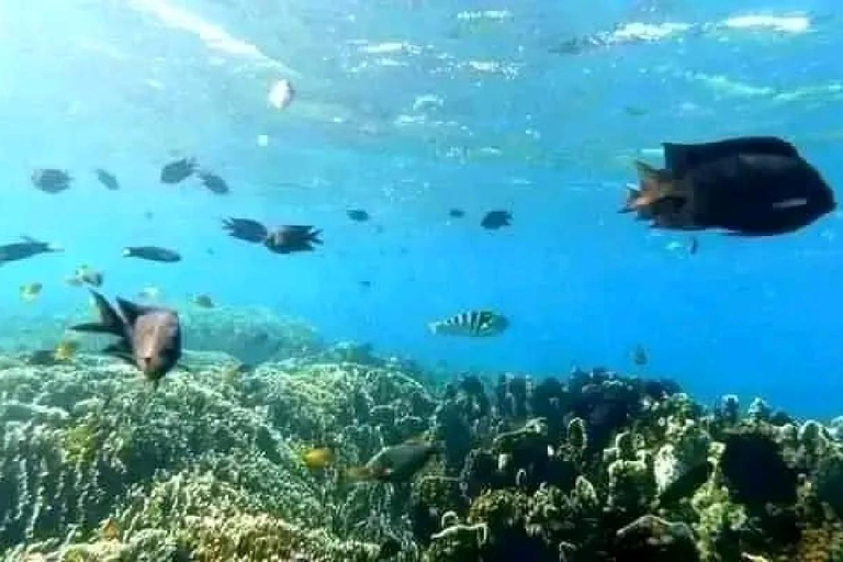 Excursión de un día Excursión de snorkel Gili Layar/Gili Gede&amp;Gili Rengit