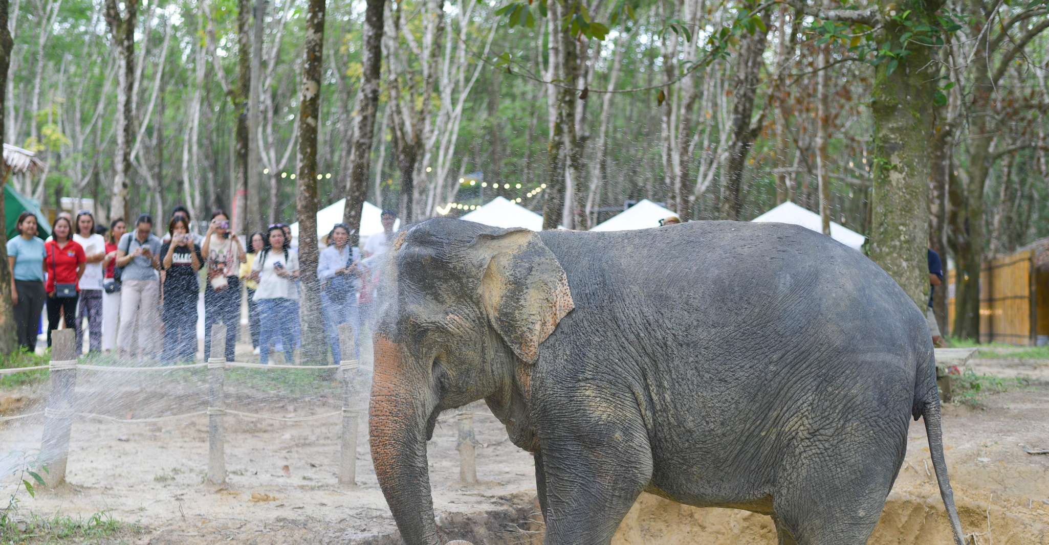 Khaolak Ethical Elephant Sanctuary Overnight Program - Housity