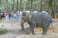 Khaolak ethisch olifanten heiligdom 's nachts programma - Housity