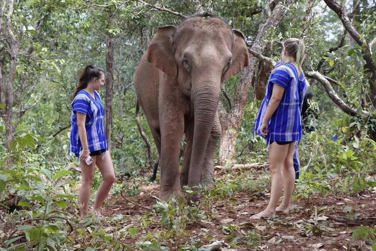 Chiang Mai: Elephant Dream Project Sanctuary - heldag