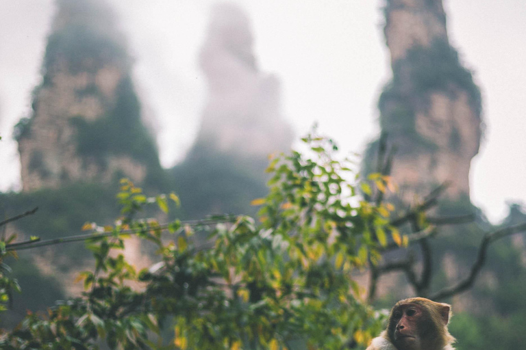 Zhangjiajie Day Tour: Avatar Mountains & Xiangxi Show