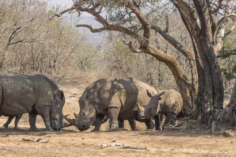 KwaZulu-Natal: Thanda Safari Private Game Reserve Tour