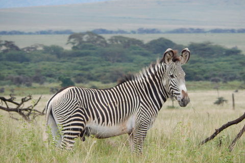 Nairobi National Park: 5 Hour Wildlife Viewing Experience