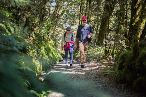 From Te Anau: Milford Sound Cruise & Key Summit Hike