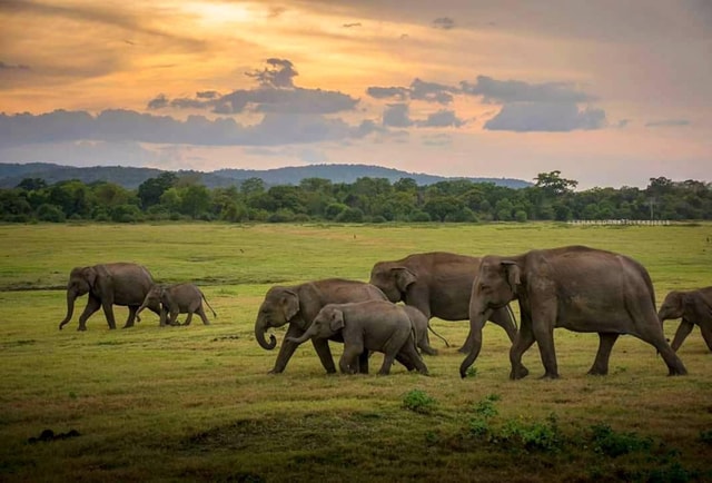 From Sigiriya Kaudulla Elephant Safari with Expert Guide