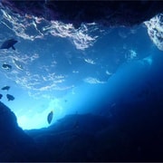 Blue Cave and Whale Shark Snorkeling/Diving Day Tour - Meals Included