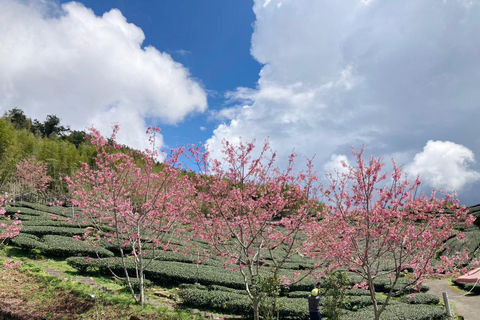 From Taipei: Alishan 2 Days Private Tour