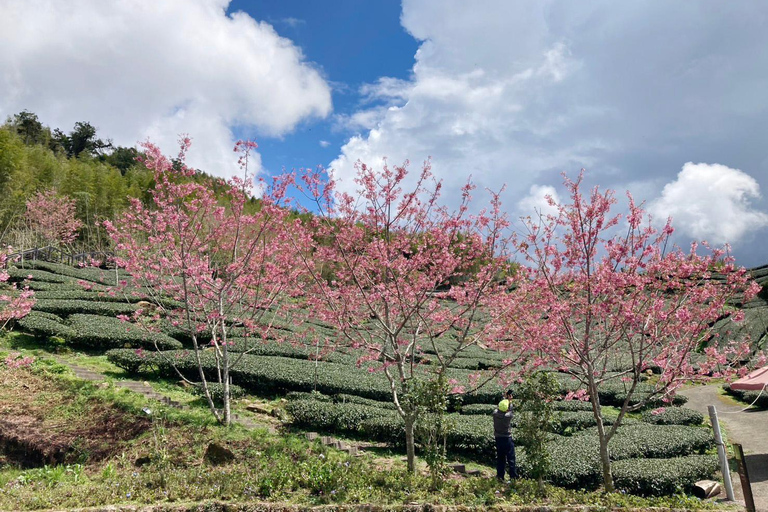 From Taipei: Alishan 2 Days Private Tour